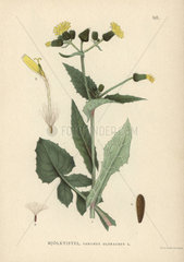 Sowthistle  Sonchus oleraceus
