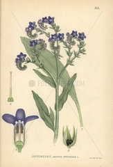 Common bugloss or alkanet  Anchusa officinalis