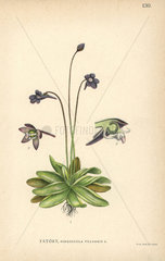 Common butterwort  Pinguicula vulgaris