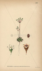 Pygmy-flower rock-jasmine  Androsace septentrionalis