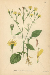 Nipplewort  Lapsana communis