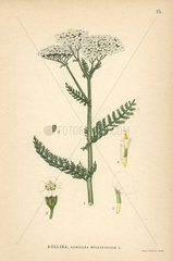 Yarrow  Achillea millefolium
