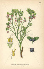 Bilberry  Myrtillus nigra Gilib.