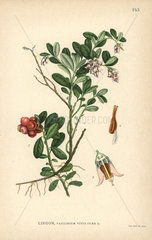 Lingonberry or cowberry  Vaccinium vitis-idaea