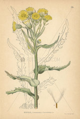Marsh flea-wort  Cineraria palustris