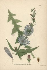 Chicory  Cichorium intybus