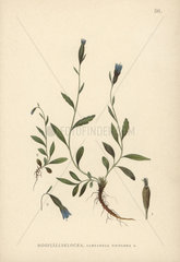 Arctic bellflower  Campanula uniflora