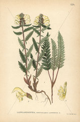 Lapland lousewort  Pedicularis lapponica