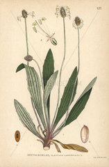 Ribwort plantain  Plantago lanceolata