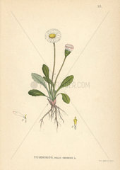 Common daisy  Bellis perennis