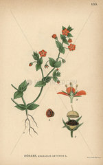 Scarlet pimpernel  Anagallis arvensis