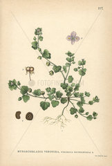 Ivy-leaved speedwell  Veronica hederifolia