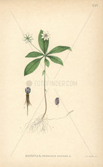 Chickweed wintergreen or Arctic starflower  Trientalis europaea