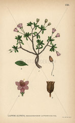 Lapland rosebay  Rhododendron lapponicum