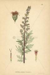 Mugwood  Artemisia vulgaris