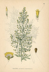 Absinthe wormwood  Artemisia absinthium
