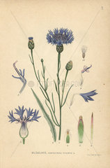 Cornflower or bluebottle  Centaurea cyanus