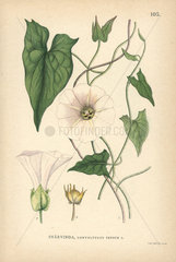 Large bindweed  Convolvulus sepium