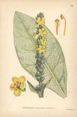 Common mullein  Verbascum thapsus