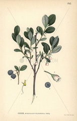 Bog bilberry  Myrtillus uliginosa Drej.