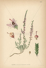 Heather  Calluna vulgaris Salisb.
