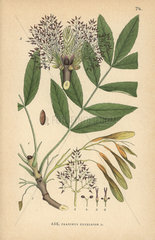 Common ash  Fraxinus excelsior