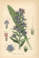 Viper's bugloss or blueweed  Echium vulgare