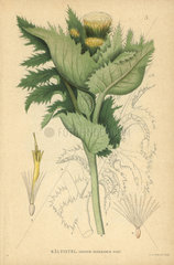 Cabbage thistle  Cirsium oleraceum scop.