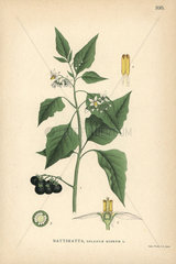 Black nightshade  Solanum nigrum.