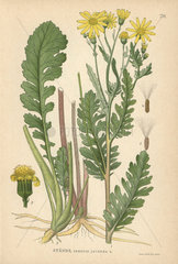 Ragwort  Jacobaea vulgaris