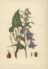 Rampion bellflower  Campanula rapunculoides