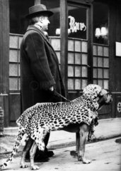 Hund mit Leopardenfell