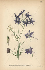 Royal knight's-spur or forking larkspur  Consolida regalis
