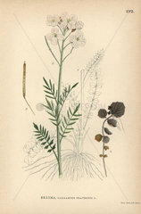 Cuckoo flower or lady's smock  Cardamine pratensis