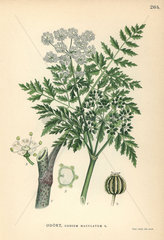 Poison hemlock  Conium maculatum