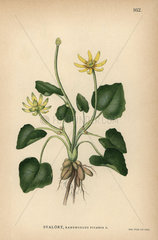Lesser celandine  Ranunculus ficaria