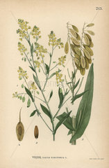 Dyer's woad  Isatis tinctoria