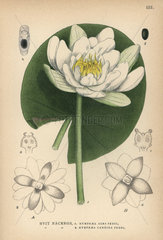 European white waterlily  white lotus or nenuphar  Nymphaea alba