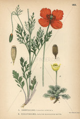 Long-headed poppy  Papaver dubium  and arctic yellow poppy  Papaver radicatum