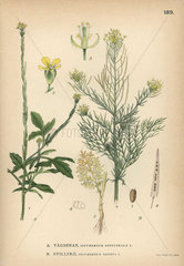 Hedge mustard  Sisymbrium officinale  and fluxweed  Sisymbrium sophia