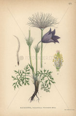 European pasqueflower  Pulsatilla vulgaris Mill.