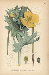 Yellow horned poppy  Glaucium flavum