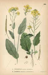 Wild mustard  Sinapis arvensis