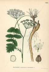 Burnet saxifrage  Pimpinella saxifraga
