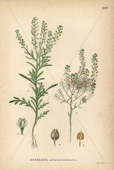 Narrow-leaf pepperwort  Lepidium ruderale
