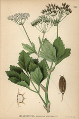 Scottish licorice root  Ligusticum scoticum