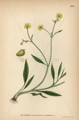 Creeping spearwort  Ranunculus flammula