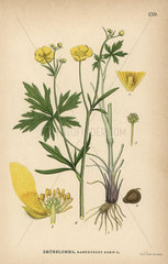Buttercup  Ranunculus acris