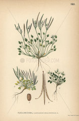 Alpine bittercress  Cardamine bellidifolia