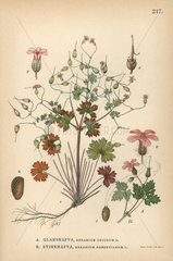 Shiny geranium  Geranium lucidum  and Herb Robert  Geranium robertianum